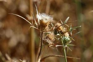 Milk thistle grows in a forest clearing. photo