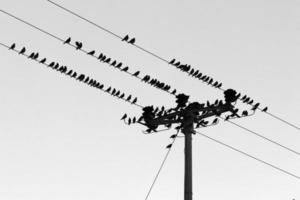 Birds sit on wires carrying electricity. photo