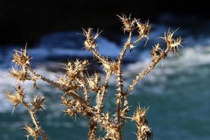 Milk thistle grows in a forest clearing. photo