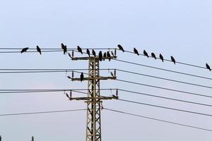 Birds sit on wires carrying electricity. photo