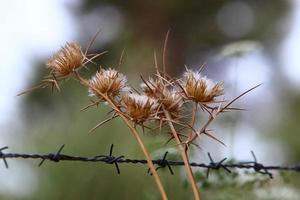 Milk thistle grows in a forest clearing. photo