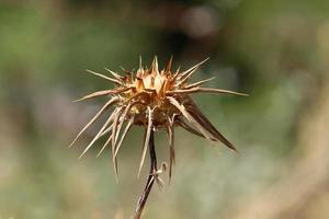 Milk thistle grows in a forest clearing. photo