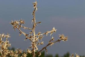 Milk thistle grows in a forest clearing. photo