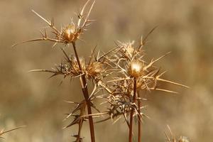 Milk thistle grows in a forest clearing. photo