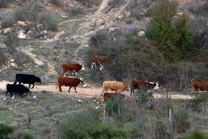 A herd of cows graze in a forest clearing in northern Israel. photo