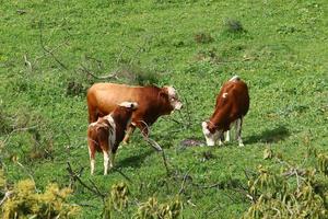 A herd of cows graze in a forest clearing in northern Israel. photo