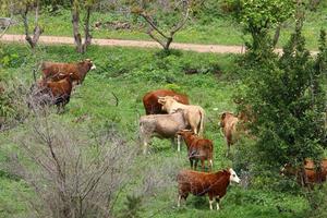 A herd of cows graze in a forest clearing in northern Israel. photo