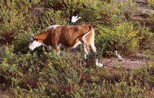 A herd of cows graze in a forest clearing in northern Israel. photo