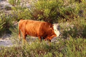 A herd of cows graze in a forest clearing in northern Israel. photo