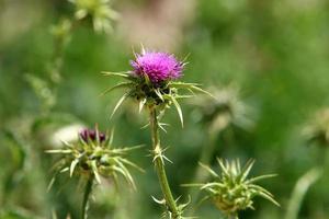 Milk thistle grows in a forest clearing. photo