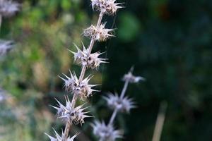 Milk thistle grows in a forest clearing. photo