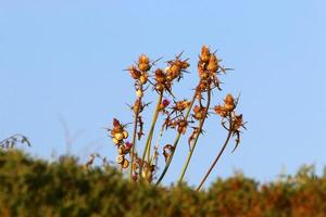 Milk thistle grows in a forest clearing. photo