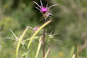 Milk thistle grows in a forest clearing. photo