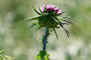 Milk thistle grows in a forest clearing. photo