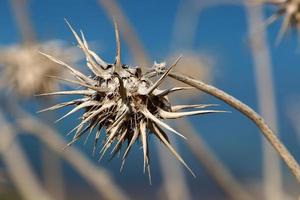 Milk thistle grows in a forest clearing. photo