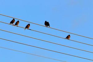 Birds sit on wires carrying electricity. photo