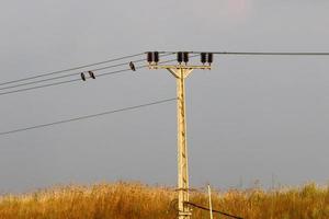 Birds sit on wires carrying electricity. photo