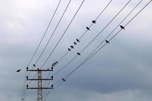 Birds sit on wires carrying electricity. photo