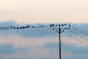 Birds sit on wires carrying electricity. photo