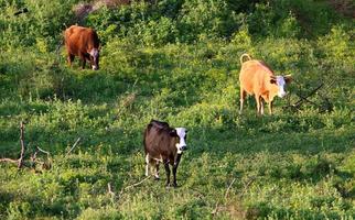 un rebaño de vacas pasta en un claro del bosque en el norte de israel. foto