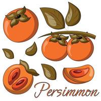 A set of painted exotic fruits - Persimmon. Draw illustration in color vector