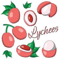 A set of painted exotic fruits - Lychee. Draw illustration in color vector