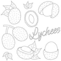 A set of painted exotic fruits - Lychee. Draw illustration in black and white vector