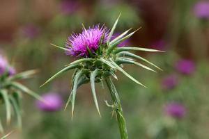 Milk thistle grows in a forest clearing. photo