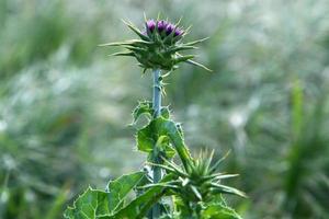 Milk thistle grows in a forest clearing. photo