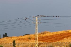 Birds sit on wires carrying electricity. photo