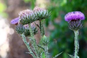 Milk thistle grows in a forest clearing. photo