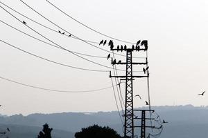 Birds sit on wires carrying electricity. photo