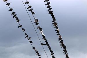 Birds sit on wires carrying electricity. photo