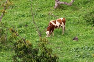 un rebaño de vacas pasta en un claro del bosque en el norte de israel. foto