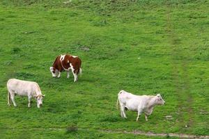 A herd of cows graze in a forest clearing in northern Israel. photo