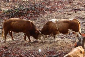 A herd of cows graze in a forest clearing in northern Israel. photo