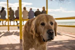 jóvenes con un perro en la playa foto