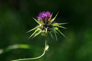 Milk thistle grows in a forest clearing. photo