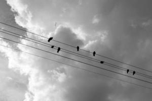 Birds sit on wires carrying electricity. photo