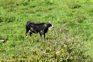 A herd of cows graze in a forest clearing in northern Israel. photo