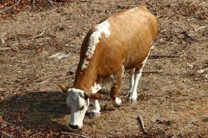 A herd of cows graze in a forest clearing in northern Israel. photo