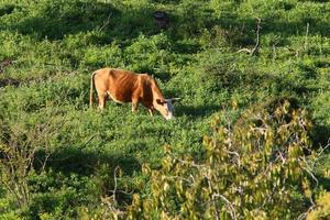 un rebaño de vacas pasta en un claro del bosque en el norte de israel. foto