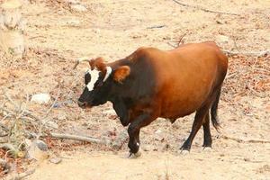 A herd of cows graze in a forest clearing in northern Israel. photo