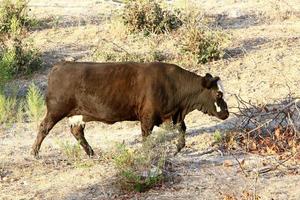 A herd of cows graze in a forest clearing in northern Israel. photo