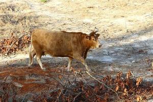 A herd of cows graze in a forest clearing in northern Israel. photo