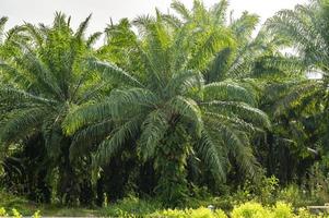 plantación de palma aceitera bordeada de palmeras en krabi, tailandia foto