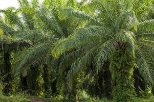plantación de palma aceitera bordeada de palmeras en krabi, tailandia foto