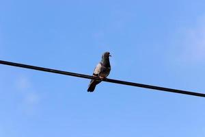 los pájaros se posan en cables que transportan electricidad. foto