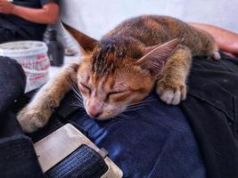cute kitten sleeping on owner's tummy photo