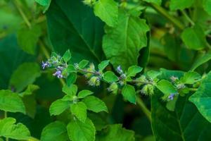 flor de hiptis, flor de hiptis violeta, hierba, flor de hierba, hiptis indio, macro hyptis, flor de lamiaceae, mentas, hipotronia, peltodon en el campo foto